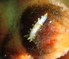 Limacia clavigera, nudibranche ©Jean-Christophe CALVO