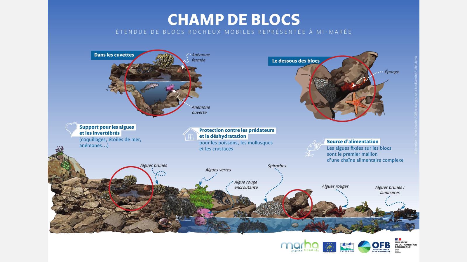 Les champs de bloc et leur fonctionnalité © Yann Souche/ Office français de la biodiversité/ Life Marha - Illustration créée dans le cadre du projet Life Marha financé à hauteur de 60% par l’Union Européenne