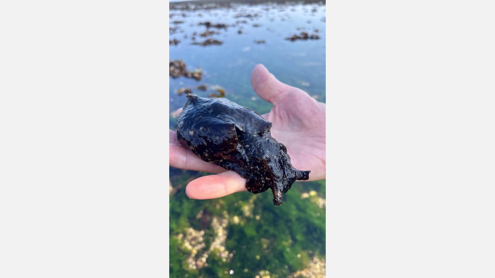 De nombreuses aplysies, ou lièvres de mer, en pleine reproduction étaient présentes sur le site ©Jean-Christophe CALVO