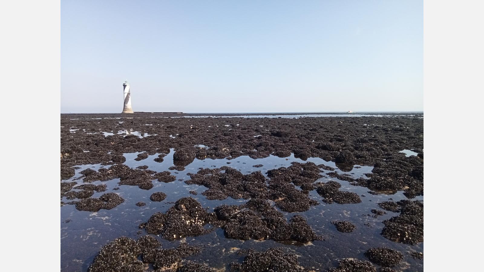 L'estran du Four, recouvert de moules cette année, ne se découvre que lors de grandes marées. ©Roxane BOULLARD