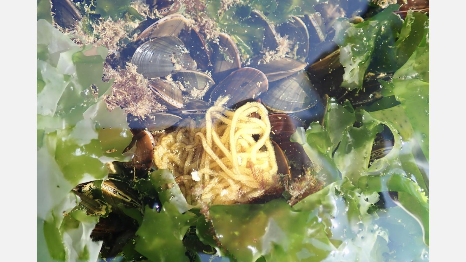 Les pontes d'aplysie sont reconnaissable à leur aspect de spaghettis ©Jean-Christophe CALVO