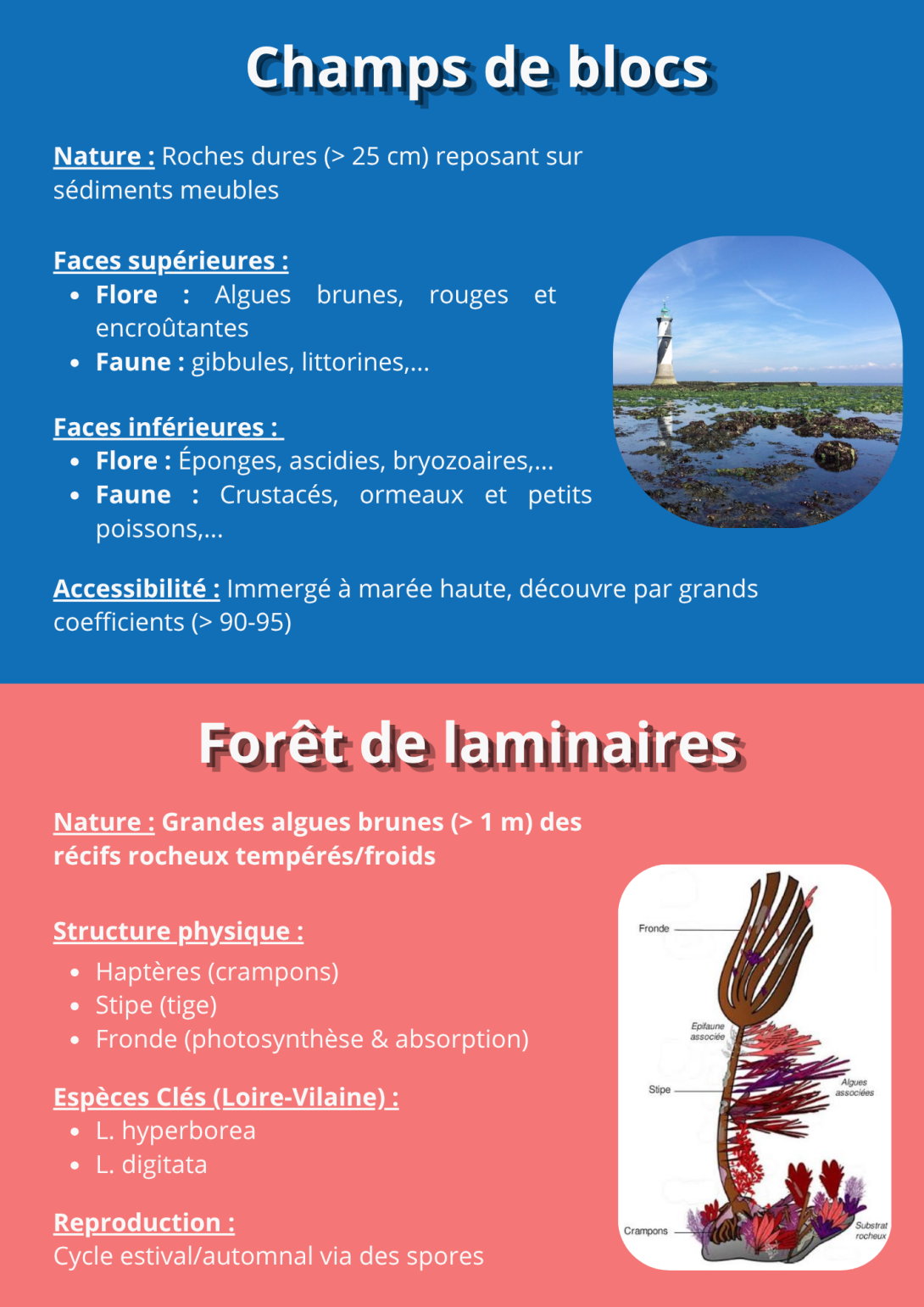 Principales caractéristiques des habitats de champs de blocs et de forêt de laminaires